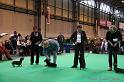 Crufts2011_2 1559